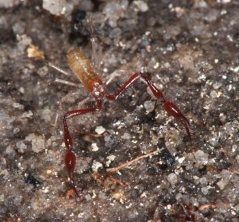 Media type: image;   Invertebrate Zoology 21577
